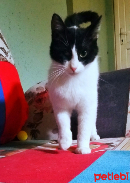 Tuxedo (Smokin) Kedi, Kedi  PAMUK fotoğrafı