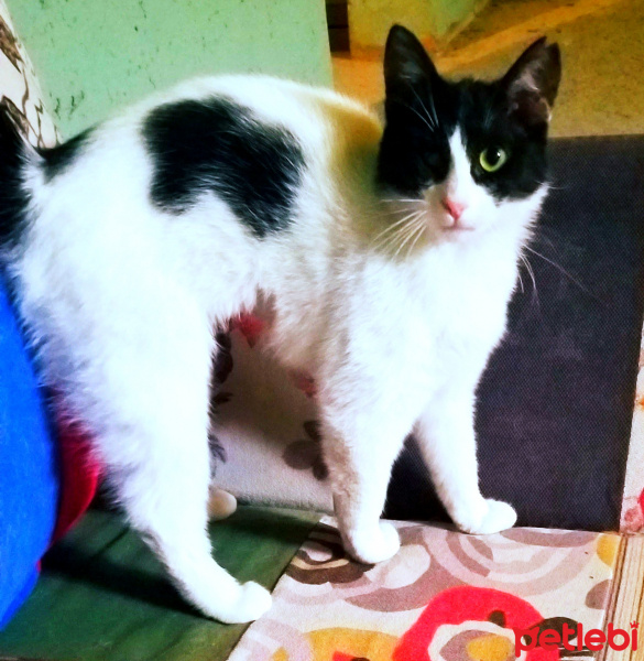 Tuxedo (Smokin) Kedi, Kedi  PAMUK fotoğrafı