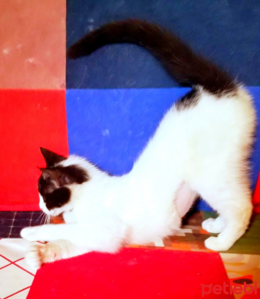 Tuxedo (Smokin) Kedi, Kedi  PAMUK fotoğrafı