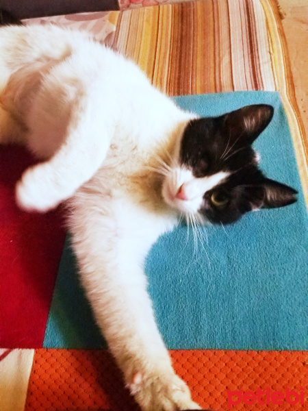 Tuxedo (Smokin) Kedi, Kedi  PAMUK fotoğrafı