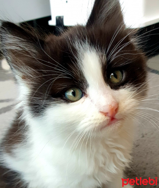 Tuxedo (Smokin) Kedi, Kedi  Papyon fotoğrafı