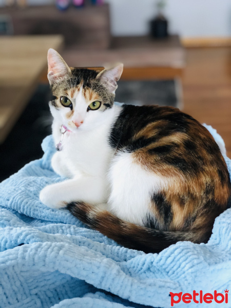 Tekir Kedi, Kedi  Boncuk fotoğrafı