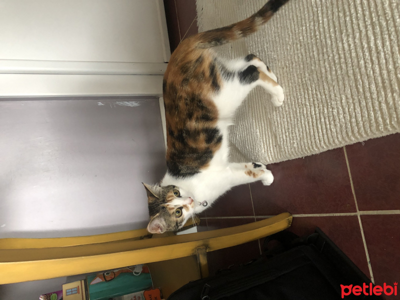 Tekir Kedi, Kedi  Boncuk fotoğrafı