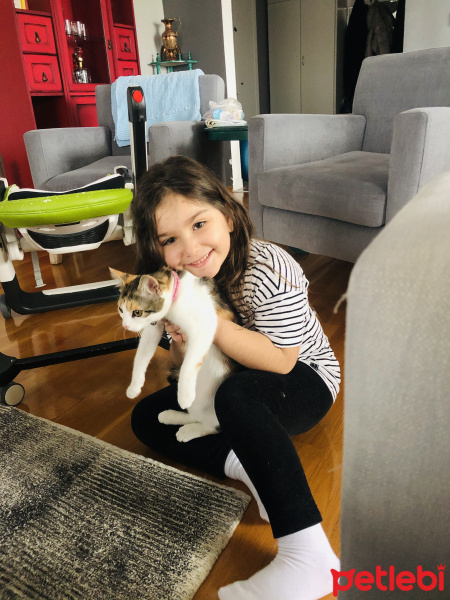 Tekir Kedi, Kedi  Boncuk fotoğrafı