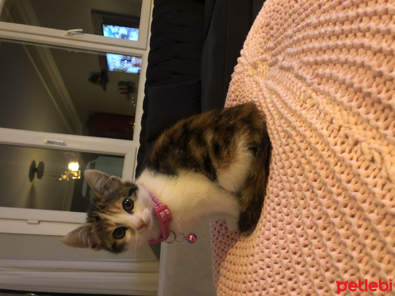 Tekir Kedi, Kedi  Boncuk fotoğrafı