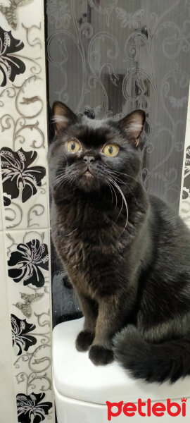 British Shorthair, Kedi  Oreo fotoğrafı