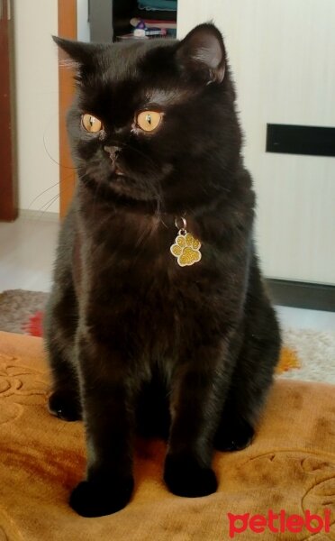 British Shorthair, Kedi  Oreo fotoğrafı