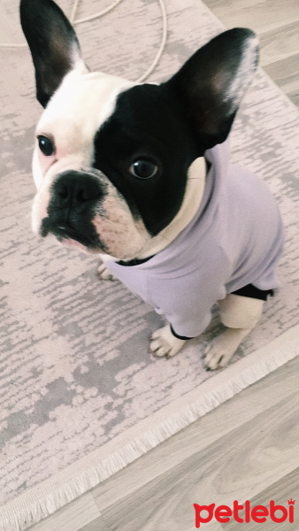 Fransız Bulldog, Köpek  Pablo fotoğrafı