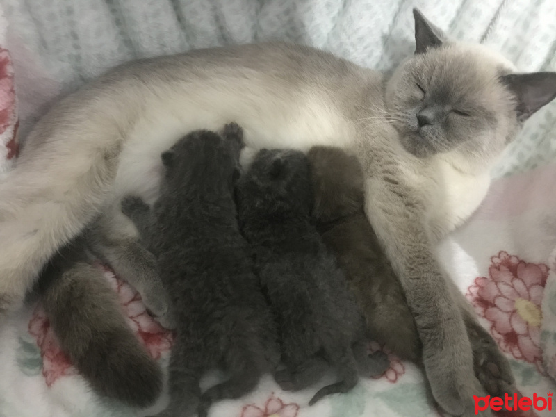 Scottish Fold, Kedi  Yavru fotoğrafı