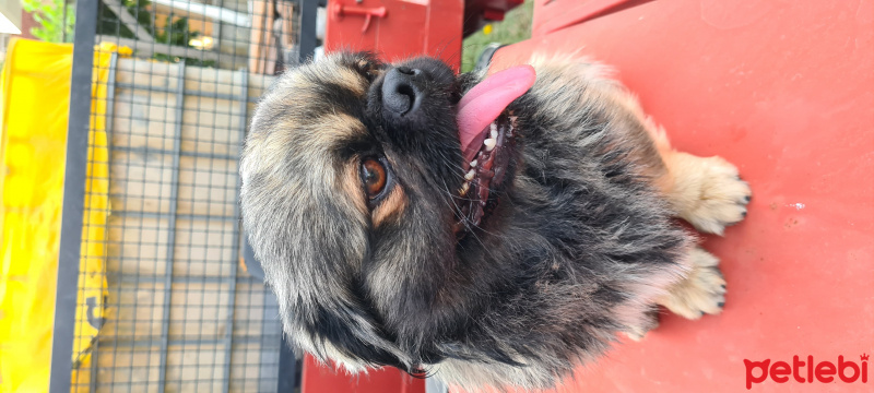 Pekingese, Köpek  Cesur fotoğrafı