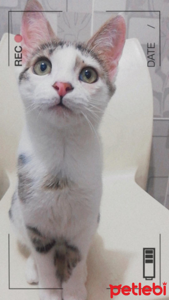 Tekir Kedi, Kedi  Çakıl Paşa fotoğrafı