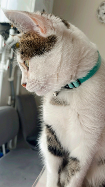 Tekir Kedi, Kedi  Çakıl Paşa fotoğrafı