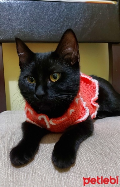 Bombay, Kedi  Leyla fotoğrafı