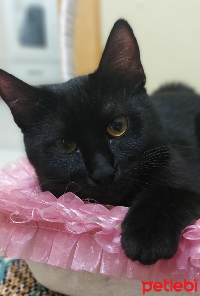 Bombay, Kedi  Leyla fotoğrafı