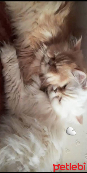 İran Kedisi (Persian), Kedi  Cici fotoğrafı