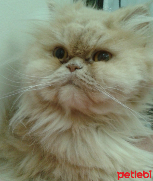 İran Kedisi (Persian), Kedi  Cici fotoğrafı