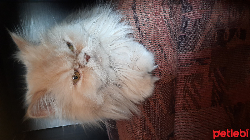 İran Kedisi (Persian), Kedi  Cici fotoğrafı