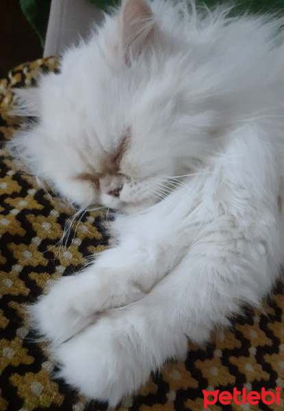 İran Kedisi (Persian), Kedi  Mini fotoğrafı