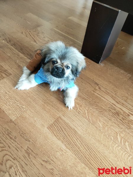 Pekingese, Köpek  Gölge fotoğrafı