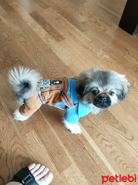 Pekingese, Köpek  Gölge fotoğrafı