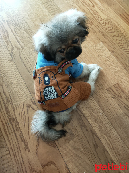 Pekingese, Köpek  Gölge fotoğrafı