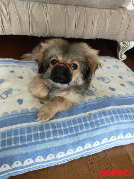 Pekingese, Köpek  Gölge fotoğrafı