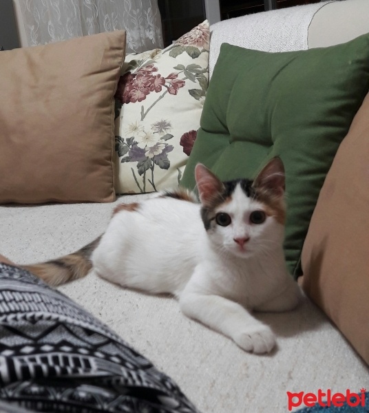 Tekir Kedi, Kedi  Zuzu fotoğrafı