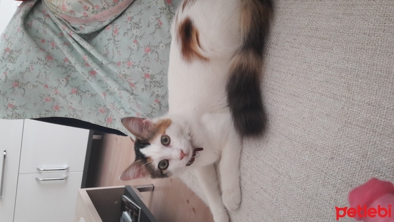 Tekir Kedi, Kedi  Zuzu fotoğrafı