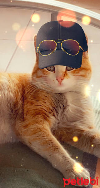 Sarman, Kedi  Nane fotoğrafı