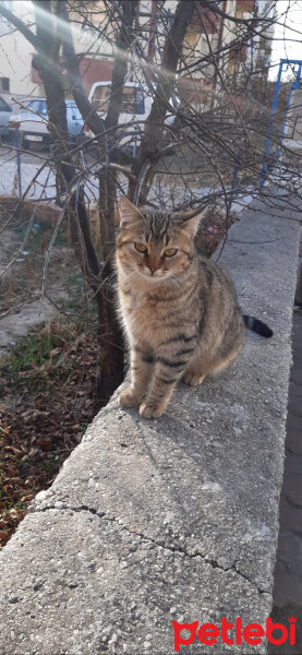 Tekir Kedi, Kedi  Çiko fotoğrafı