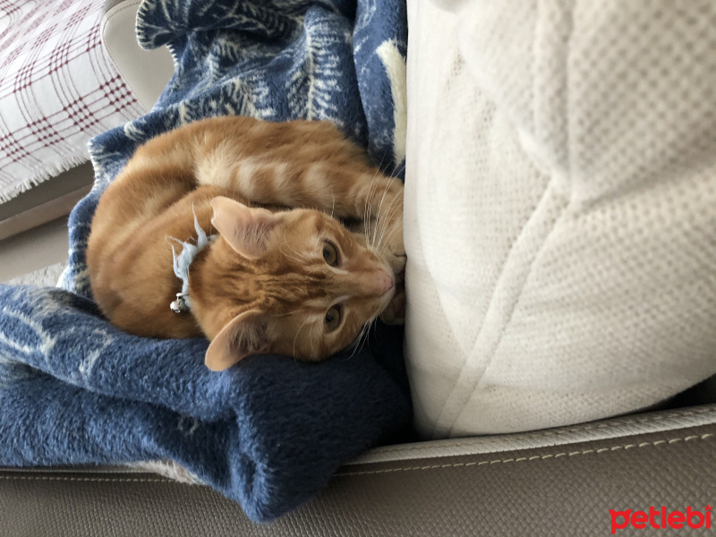 Tekir Kedi, Kedi  Karamel fotoğrafı