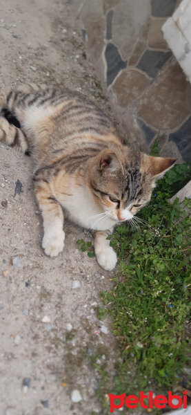 Tekir Kedi, Kedi  Daisy fotoğrafı