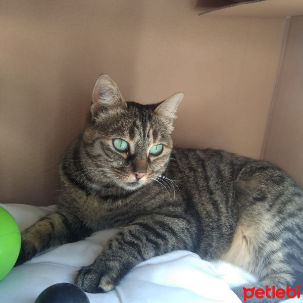 Tekir Kedi, Kedi  Yeşim fotoğrafı