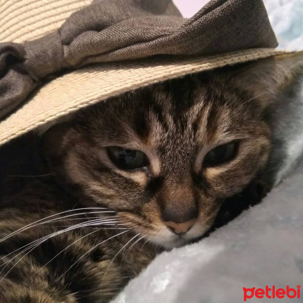 Tekir Kedi, Kedi  Yeşim fotoğrafı