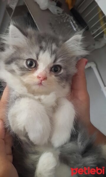 Chinchilla, Kedi  Behzat fotoğrafı