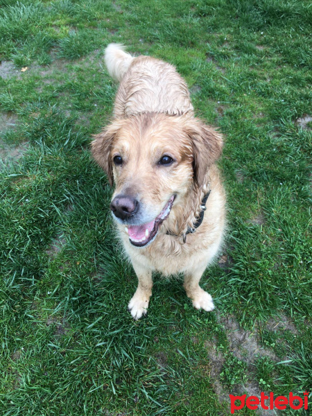 Golden Retriever, Köpek  mişa fotoğrafı