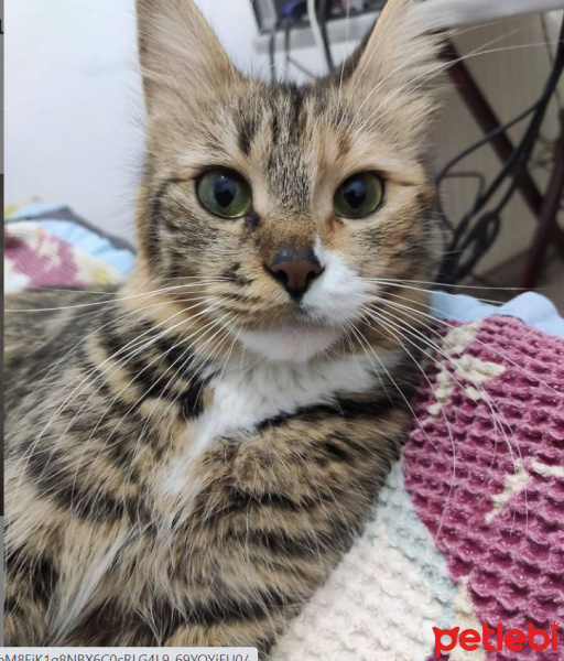 Tekir Kedi, Kedi  lila fotoğrafı