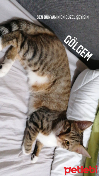 Tekir Kedi, Kedi  Gölgem fotoğrafı