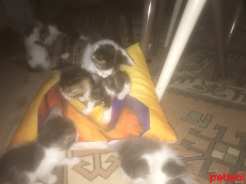 Tekir Kedi, Kedi  Hera fotoğrafı