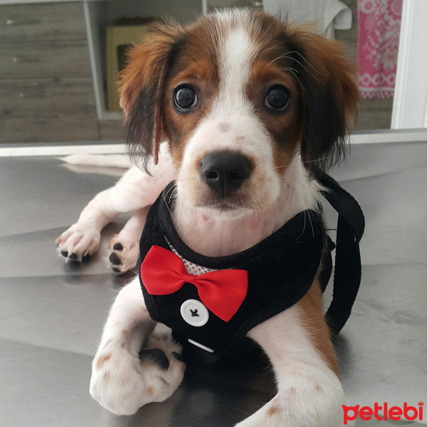 Sokö (Sokak Köpeği), Köpek  Şila fotoğrafı