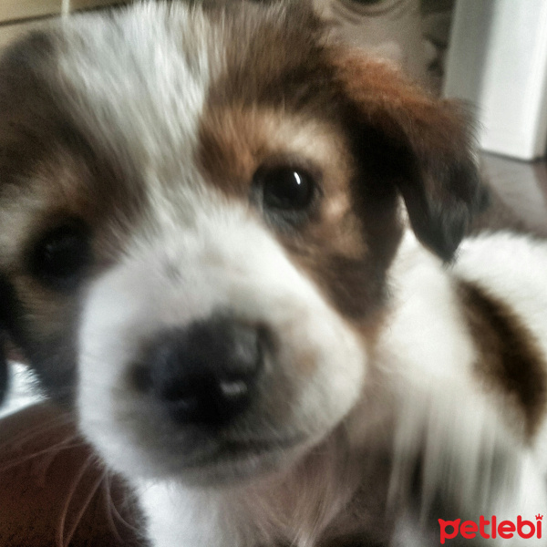 Sokö (Sokak Köpeği), Köpek  Şila fotoğrafı