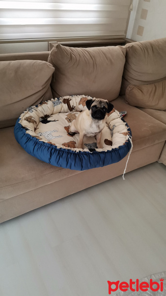 Pug, Köpek  Betty fotoğrafı