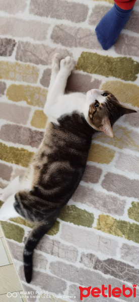 Sarman, Kedi  bonbon fotoğrafı