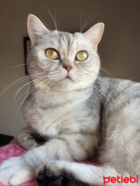British Shorthair, Kedi  Sakız fotoğrafı
