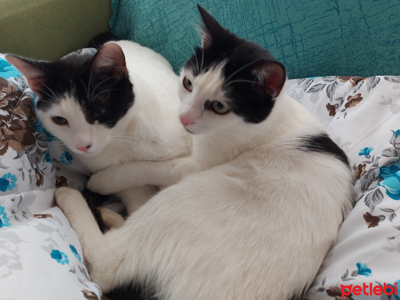 Tekir Kedi, Kedi  Puffy ve etipuf fotoğrafı