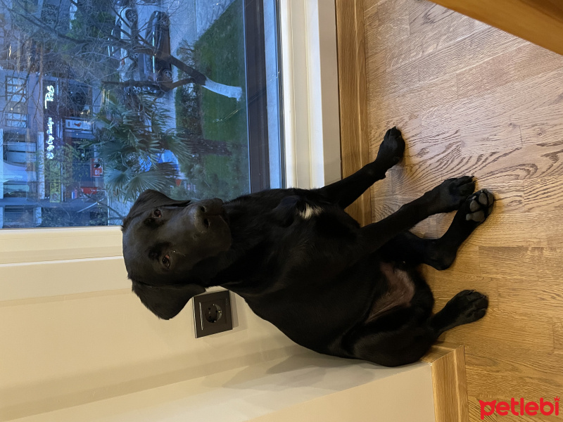 Labrador Retriever, Köpek  Puding fotoğrafı