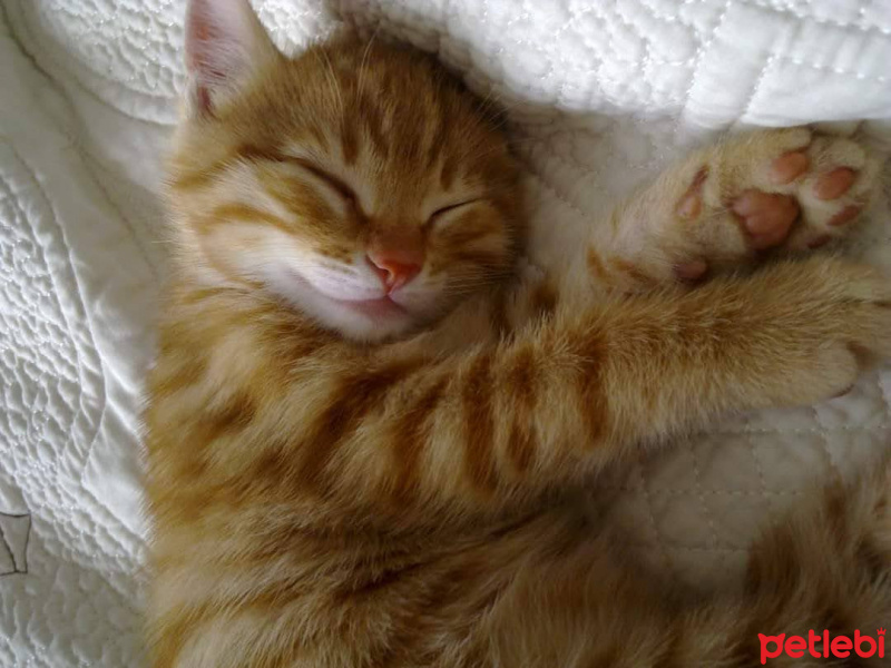 Tekir Kedi, Kedi  hulusi fotoğrafı