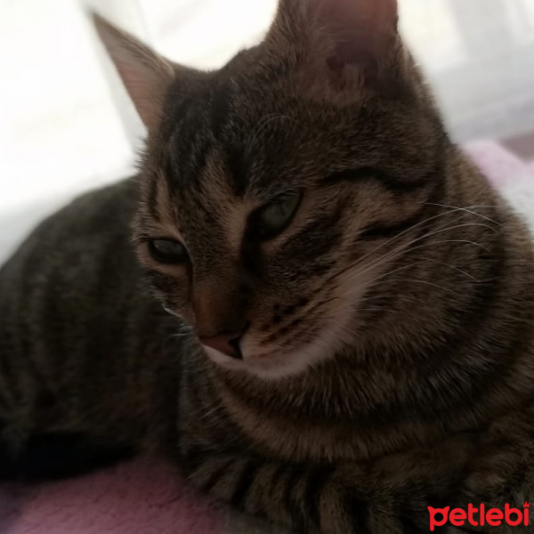 Tekir Kedi, Kedi  Hera fotoğrafı