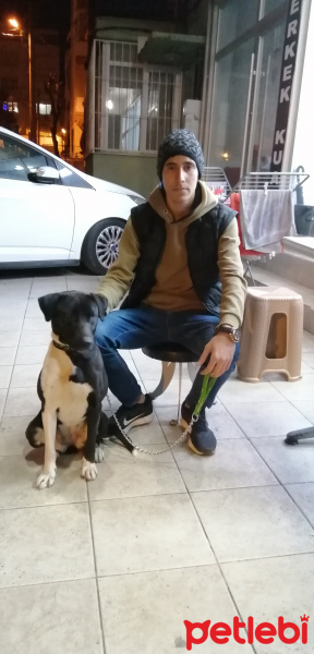 Alman Av Terrieri, Köpek  Lila fotoğrafı