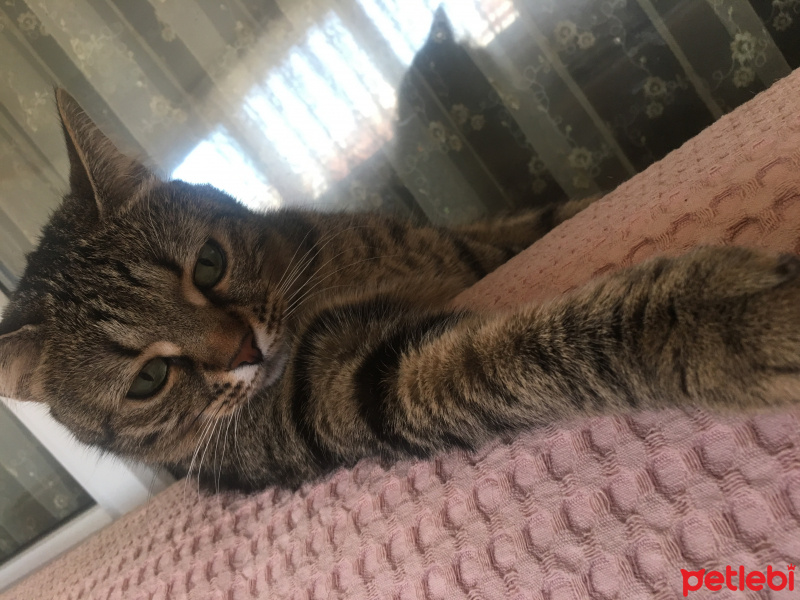 Tekir Kedi, Kedi  Şanslı fotoğrafı